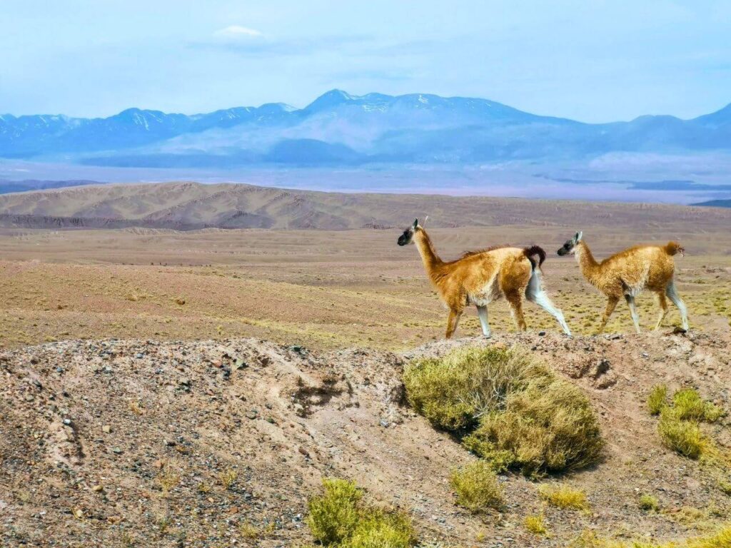 Guanacos in Patagonia, Chile