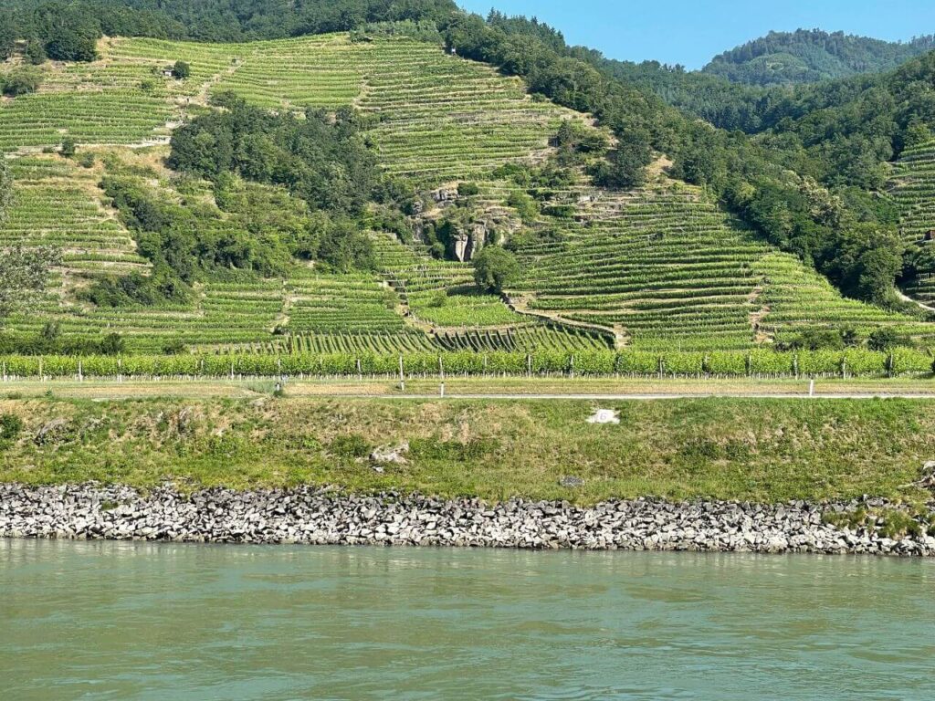 Vertical vineyards along the Danube in the Wachau Valley